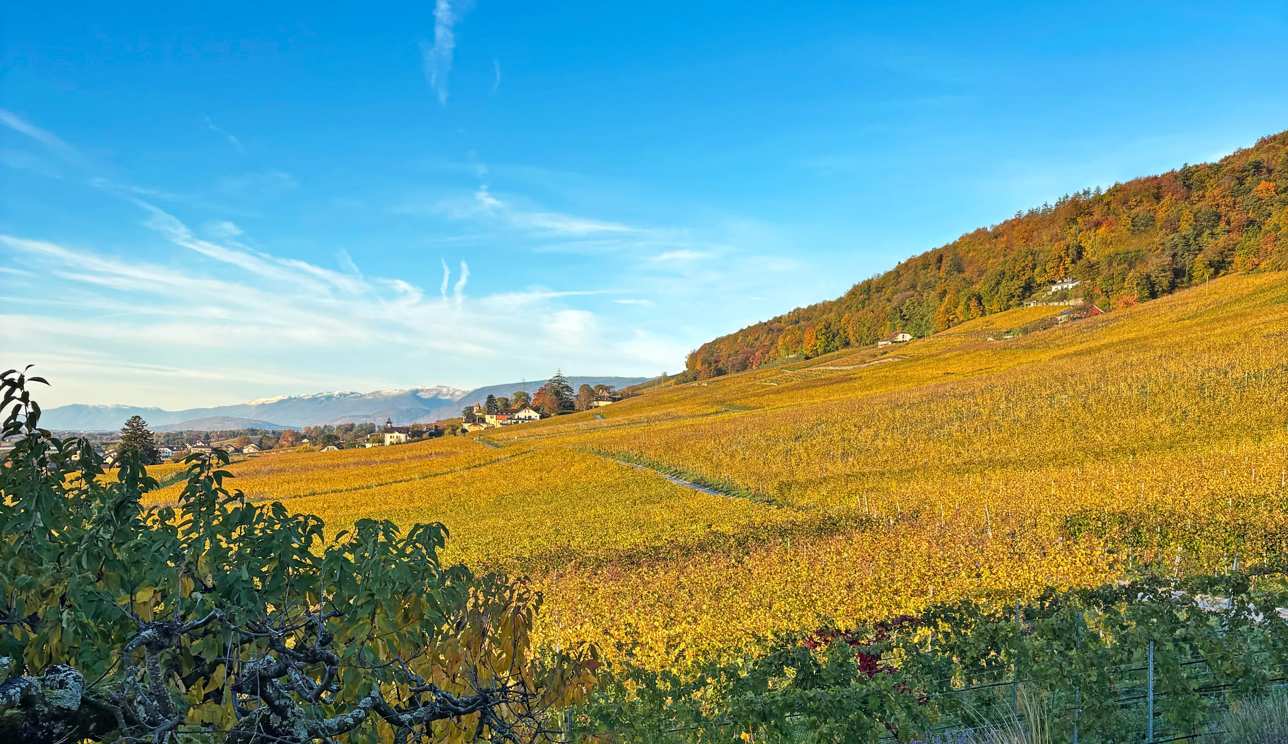 Domaine 4810 Vineyards