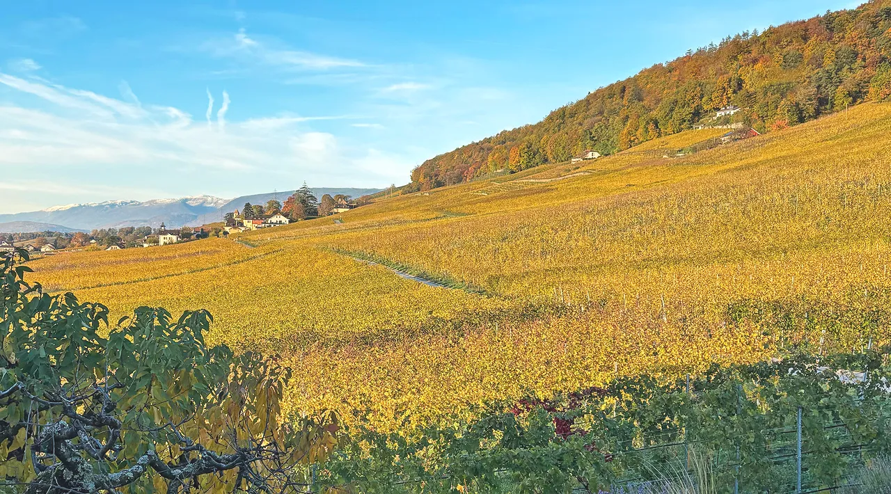 Domaine 4810 Vineyards